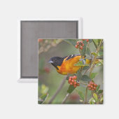 Baltimore Oriole Magnet (Vorderseite/Rückseite)