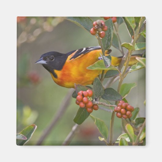 Baltimore Oriole Magnet (Vorne)