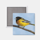 Baltimore Oriole Magnet (Vorderseite/Rückseite)