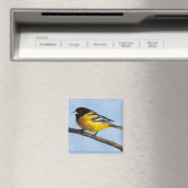 Baltimore Oriole Magnet (In Situ (Geschirrspüler))