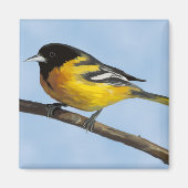 Baltimore Oriole Magnet (Vorne)