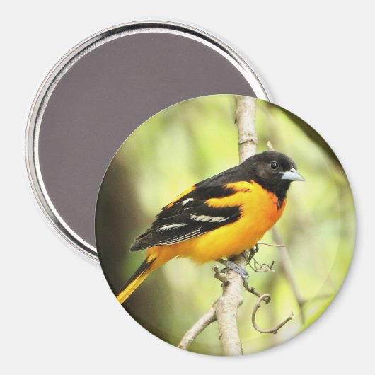 Baltimore Oriole Magnet (Vorderseite/Rückseite)