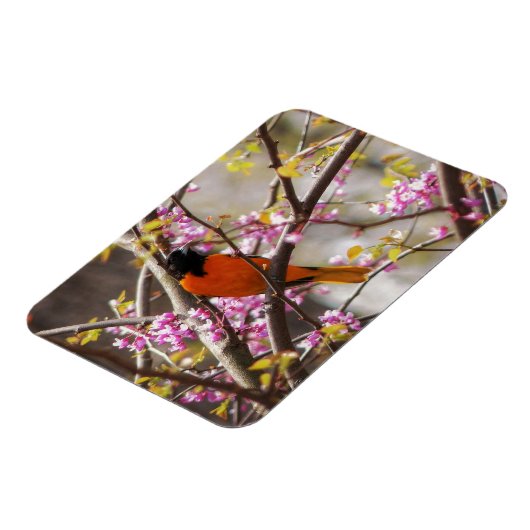 Baltimore Oriole Magnet (Linke Seite)