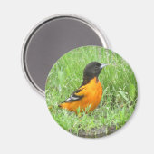 Baltimore Oriole Magnet (Vorderseite/Rückseite)