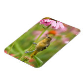 Baltimore Oriole Magnet (Linke Seite)