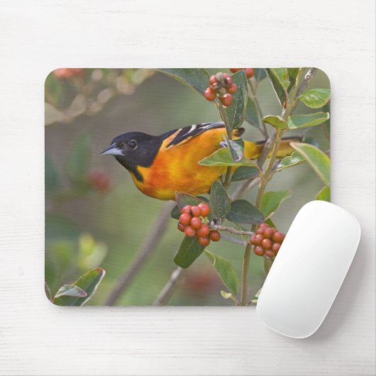 Baltimore Oriole Mousepad (Mit Mouse)