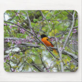 Baltimore Oriole Mousepad (Vorne)