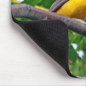 Baltimore Oriole Mousepad (Ecke)