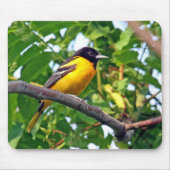 Baltimore Oriole Mousepad (Vorne)