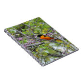 Baltimore Oriole Notizblock (Rechte Seite)