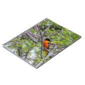 Baltimore Oriole Notizblock (Linke Seite)