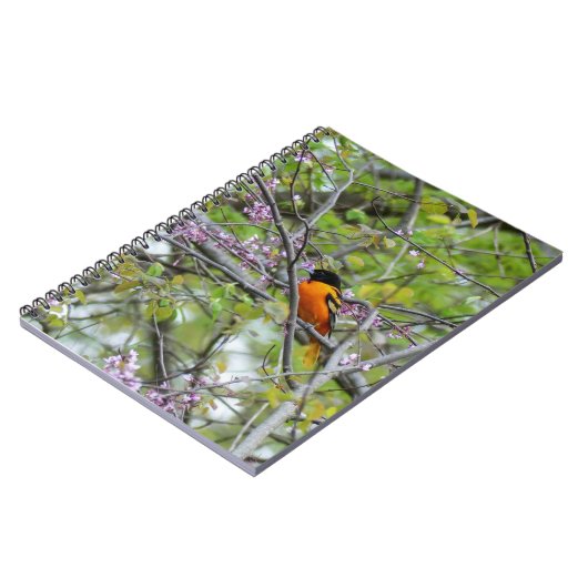 Baltimore Oriole Notizblock (Linke Seite)