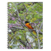 Baltimore Oriole Notizblock (Vorderseite)