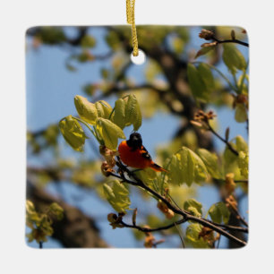 Baltimore Oriole Ornament