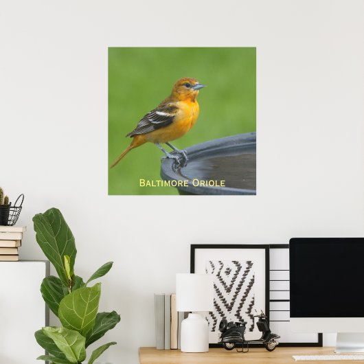 Baltimore Oriole Poster (Heimbüro)