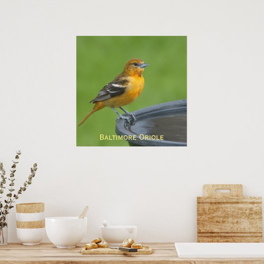Baltimore Oriole Poster (Küche)