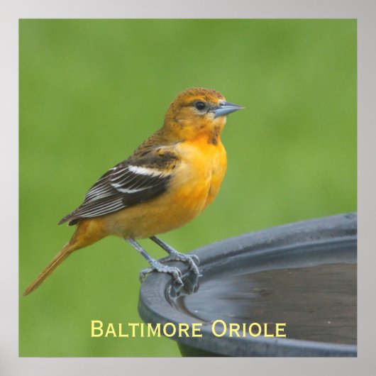 Baltimore Oriole Poster (Vorne)