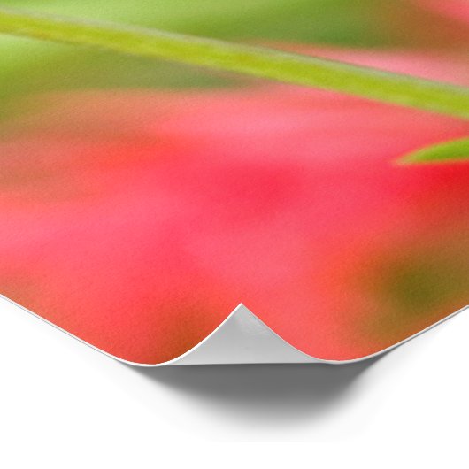 Baltimore Oriole Poster (Ecke)