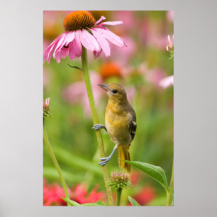 Baltimore Oriole Poster