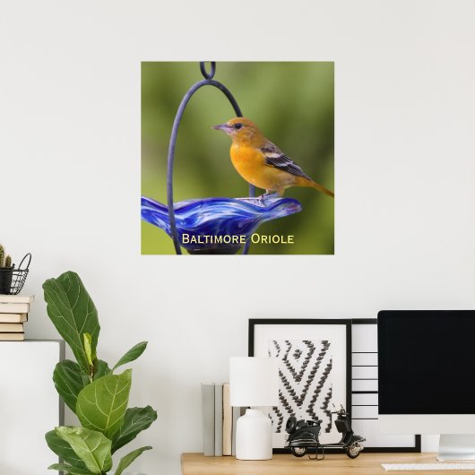 Baltimore Oriole Poster (Heimbüro)
