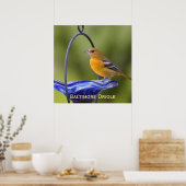 Baltimore Oriole Poster (Küche)