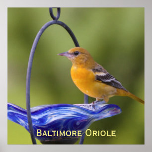 Baltimore Oriole Poster