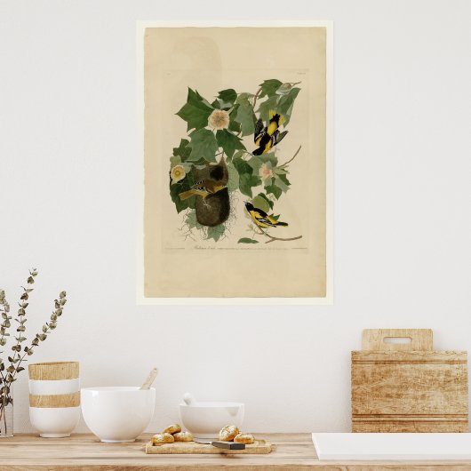 Baltimore Oriole Poster (Küche)