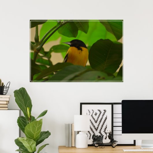 Baltimore Oriole Poster (Heimbüro)