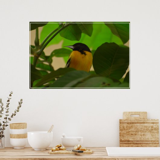 Baltimore Oriole Poster (Küche)