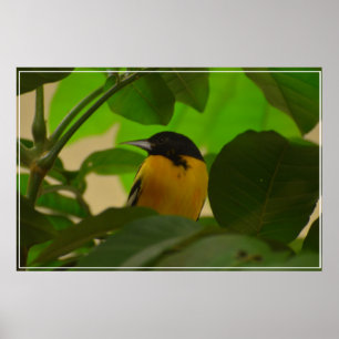Baltimore Oriole Poster