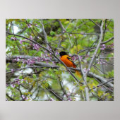 Baltimore Oriole Poster (Vorne)