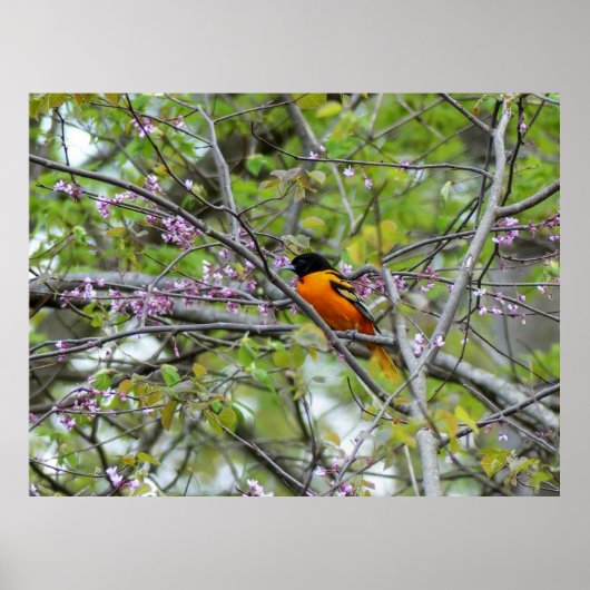 Baltimore Oriole Poster (Vorne)