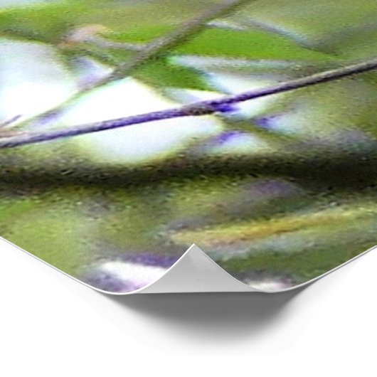 Baltimore Oriole Poster (Ecke)