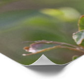 Baltimore Oriole Poster (Ecke)