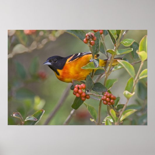 Baltimore Oriole Poster (Vorne)