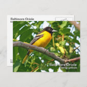 Baltimore Oriole Postkarte (Vorne/Hinten)