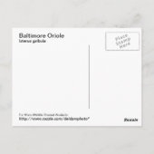 Baltimore Oriole Postkarte (Rückseite)