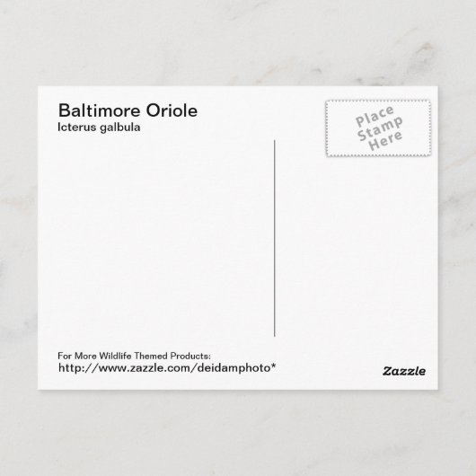 Baltimore Oriole Postkarte (Rückseite)