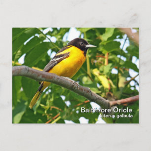 Baltimore Oriole Postkarte