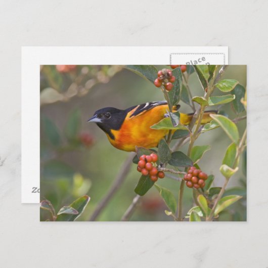 Baltimore Oriole Postkarte (Vorne/Hinten)