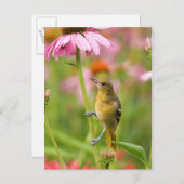 Baltimore Oriole Postkarte (Vorne/Hinten)