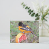 Baltimore oriole postkarte (Stehend Vorderseite)