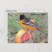 Baltimore oriole postkarte (Vorne/Hinten)