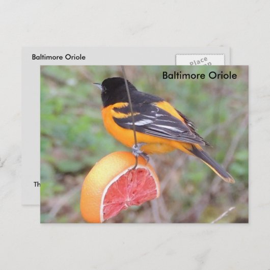 Baltimore oriole postkarte (Vorne/Hinten)