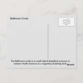 Baltimore oriole postkarte (Rückseite)