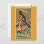 Baltimore Oriole Postkarte (Vorne/Hinten)