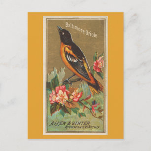 Baltimore Oriole Postkarte