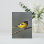 Baltimore oriole Postkarte (Stehend Vorderseite)