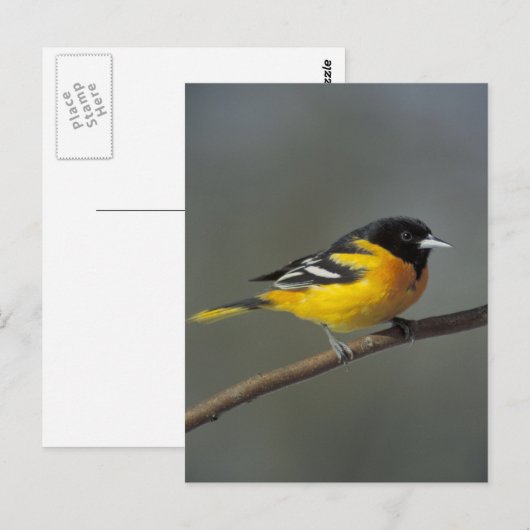Baltimore oriole Postkarte (Vorne/Hinten)