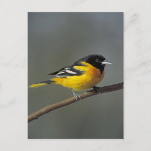 Baltimore oriole Postkarte
